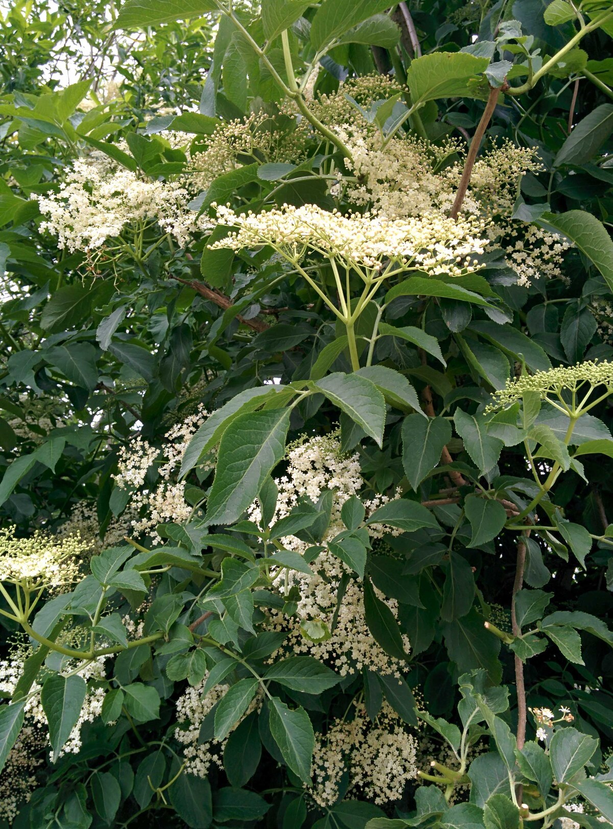 Hyldeblomster