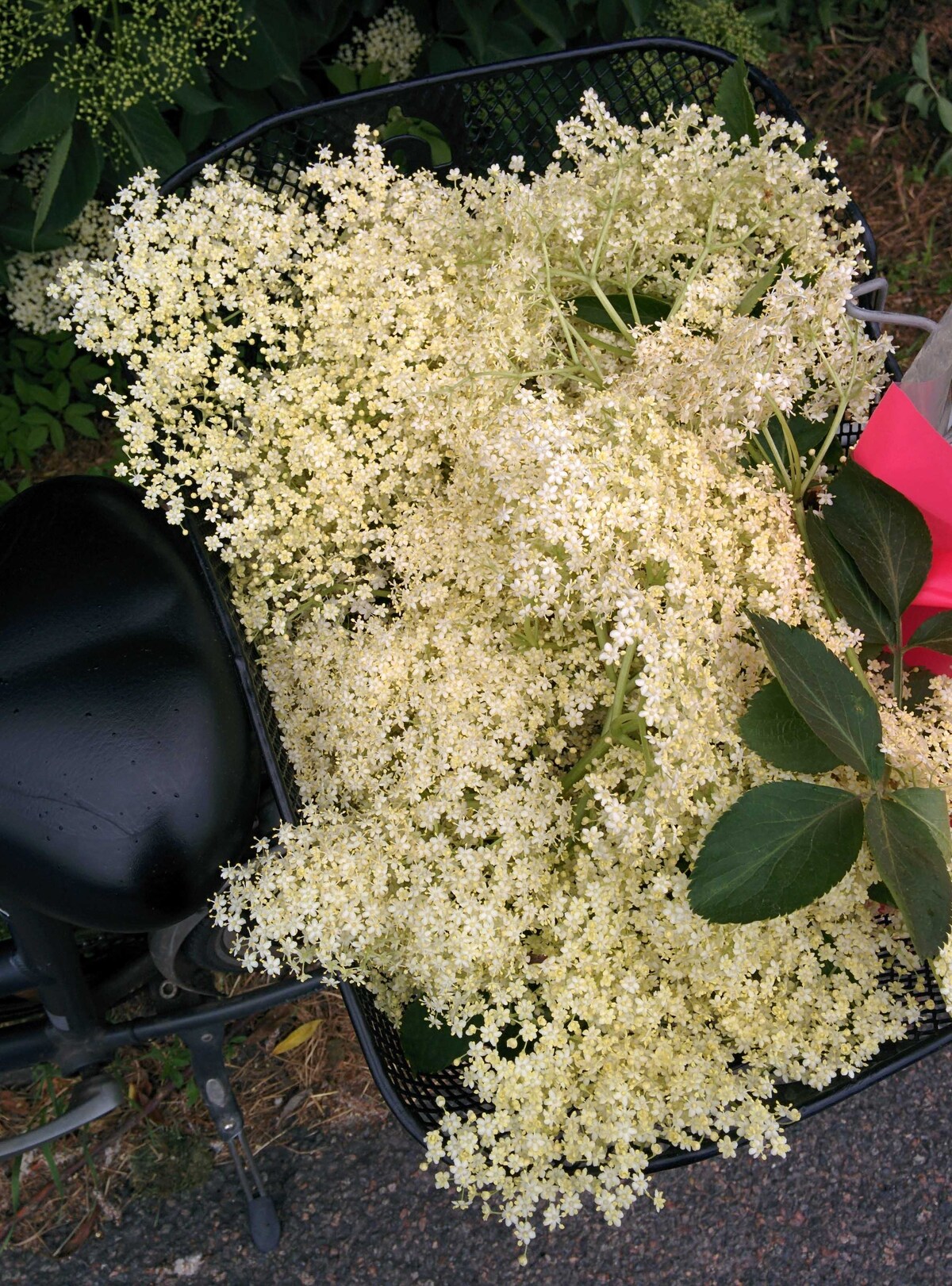 Hyldeblomster