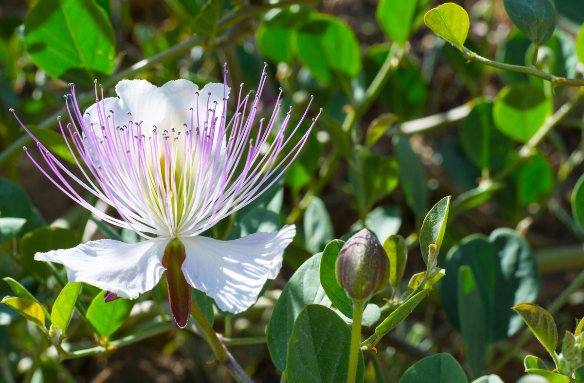 Kapers blomst Kapers blomst