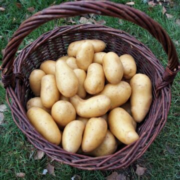 Kartofler